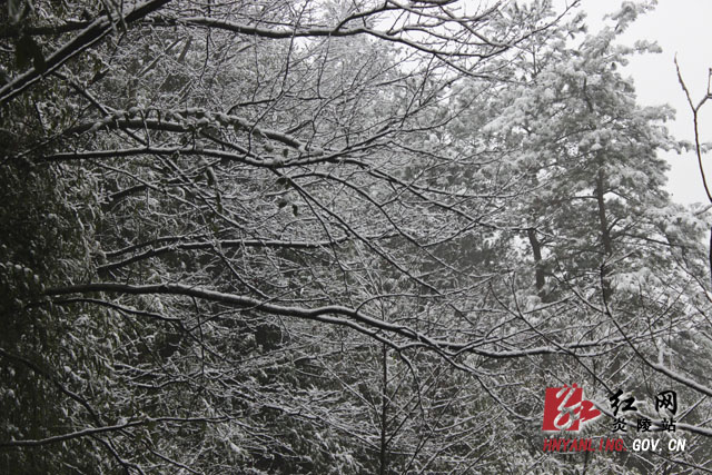 炎陵雪景（组图）