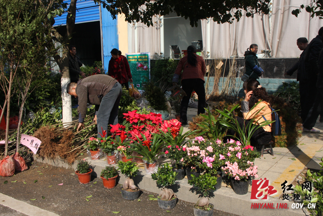 炎陵县市民掀起花卉植物种养热