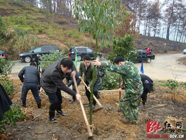 炎陵县直机关干部职工植树节挥锄植绿