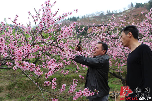 效益带动积极性 今年我县特色水果扩面3800亩