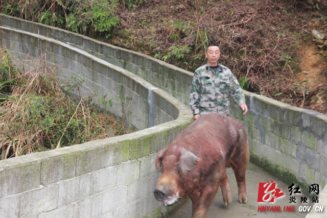 【典型报道一】他谱写了山区农民的种养“致富经”
