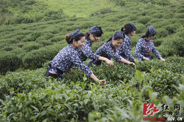 大院高山“乌龙茶”春茶开采