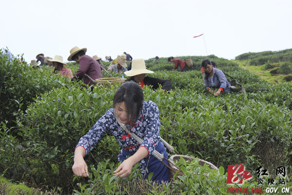 大院高山“乌龙茶”春茶开采