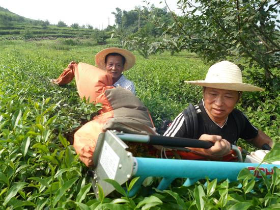 株洲县打造黑茶品牌