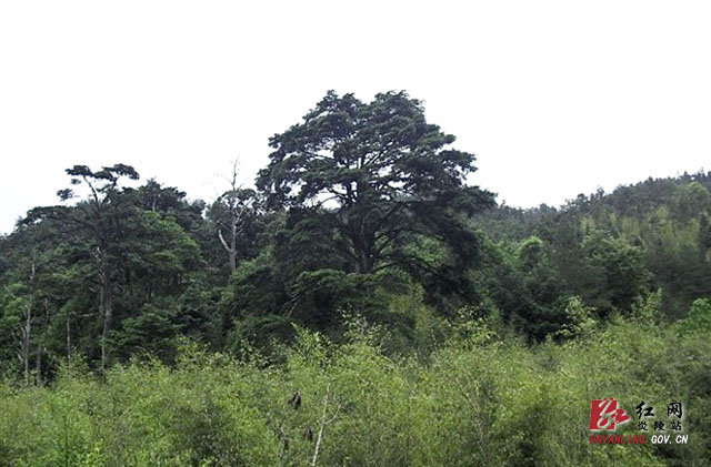 梨树洲等6个村入选国家乡村旅游扶贫重点村