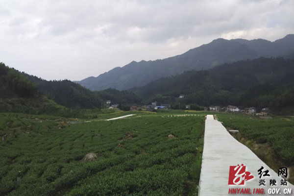 【通讯】“一村一品”托起山区农民脱贫致富的希望——龙溪乡探索“产业富民”工作纪实