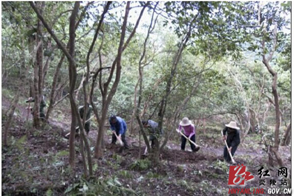 【通讯】“一村一品”托起山区农民脱贫致富的希望——龙溪乡探索“产业富民”工作纪实