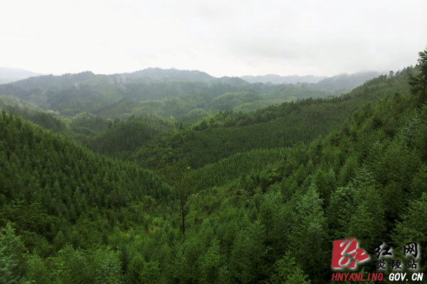 【通讯】“一村一品”托起山区农民脱贫致富的希望——龙溪乡探索“产业富民”工作纪实