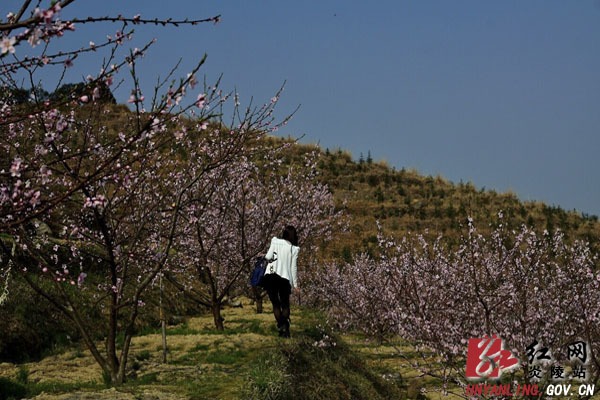 【通讯】“一村一品”托起山区农民脱贫致富的希望——龙溪乡探索“产业富民”工作纪实