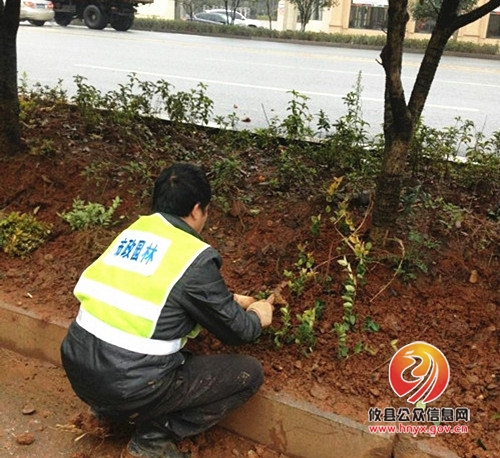 攸县市政园林管理处开展城区绿化补植工作