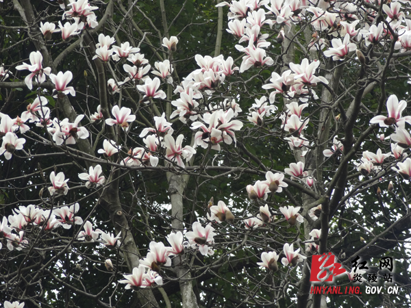 县湘山公园里发现黄山木兰