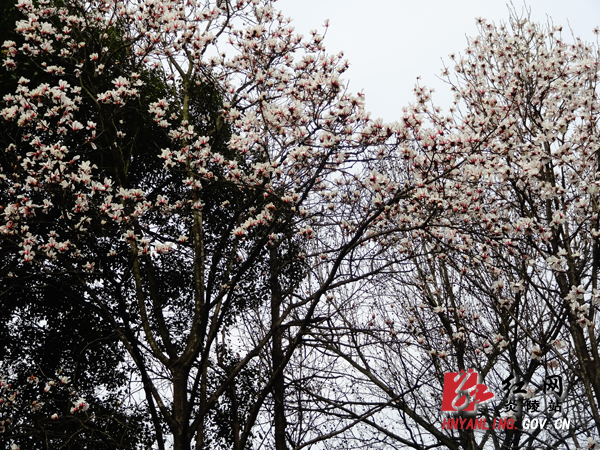 县湘山公园里发现黄山木兰