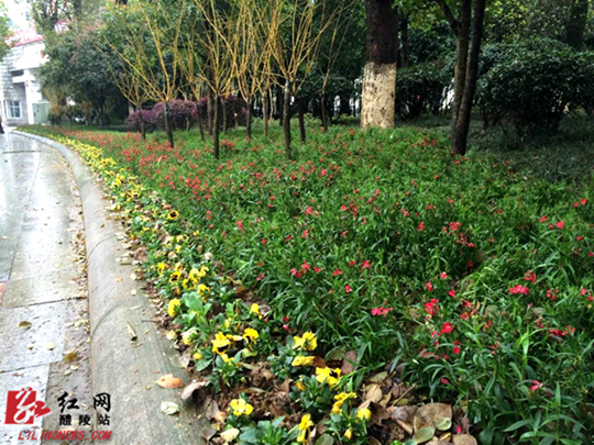 【瓷博快讯】市园林局:百花齐放迎盛会