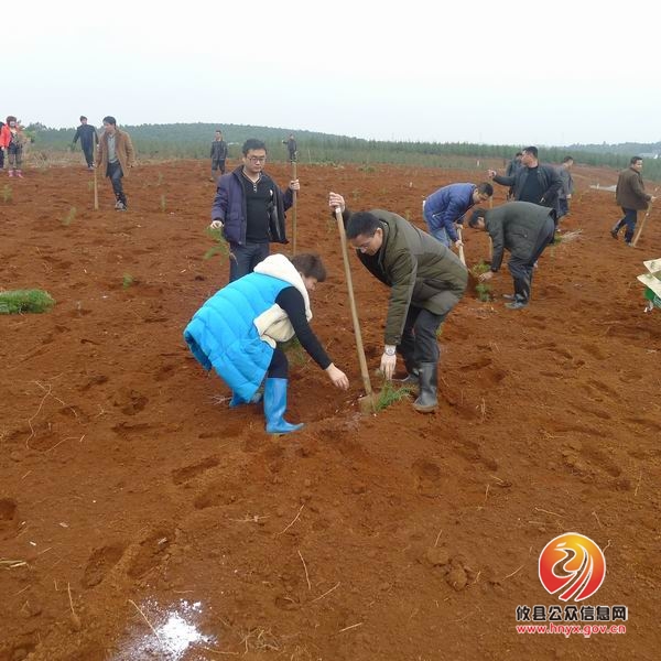 网岭镇组织全体机关干部参加义务植树活动