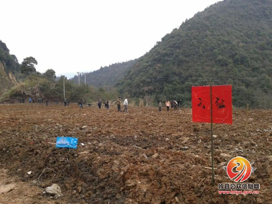 柏市镇开展植树活动，打造十里桃花长廊