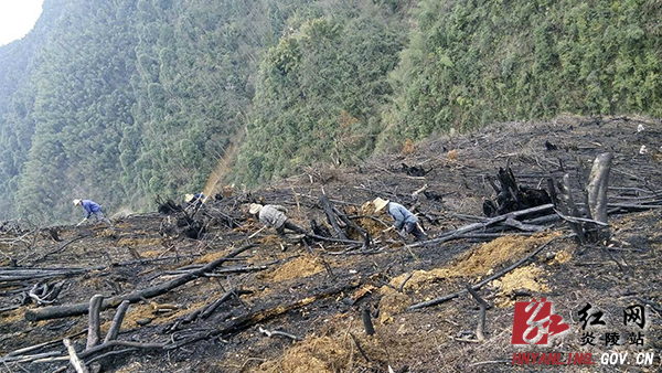【独家报道】大山作证——张松林、龚厚国植树造林记实