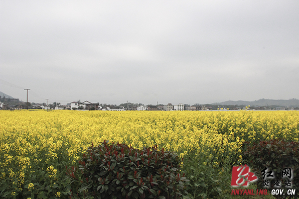 炎陵油菜花开满地黄 春光烂漫令人醉（组图）