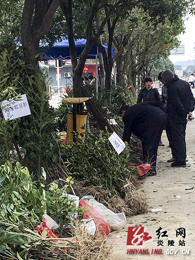 炎陵年后苗木市场＂红火＂