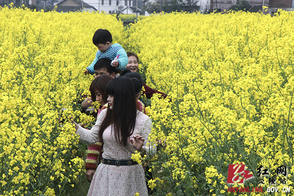 炎陵油菜花开满地黄 春光烂漫令人醉（组图）