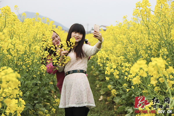 炎陵油菜花开满地黄 春光烂漫令人醉（组图）