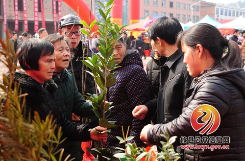 槚山乡中小苗木展销会圆满举办