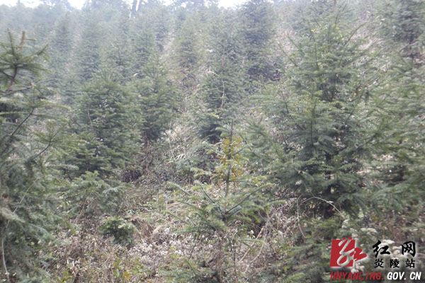 【独家报道】大山作证——张松林、龚厚国植树造林记实