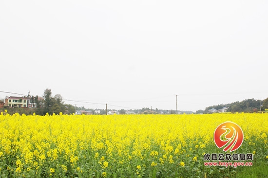 湖南坳万亩油菜花竞相盛开