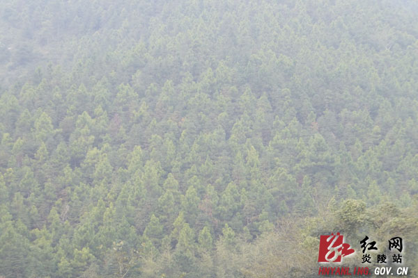 【独家报道】大山作证——张松林、龚厚国植树造林记实