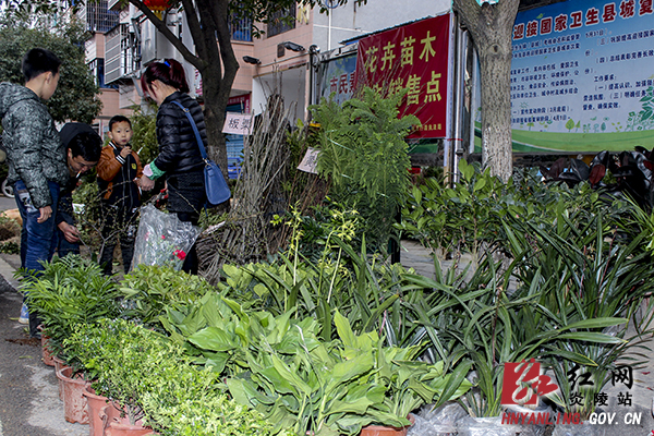 炎陵年后苗木市场＂红火＂