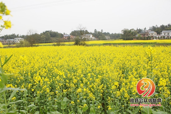 湖南坳万亩油菜花竞相盛开