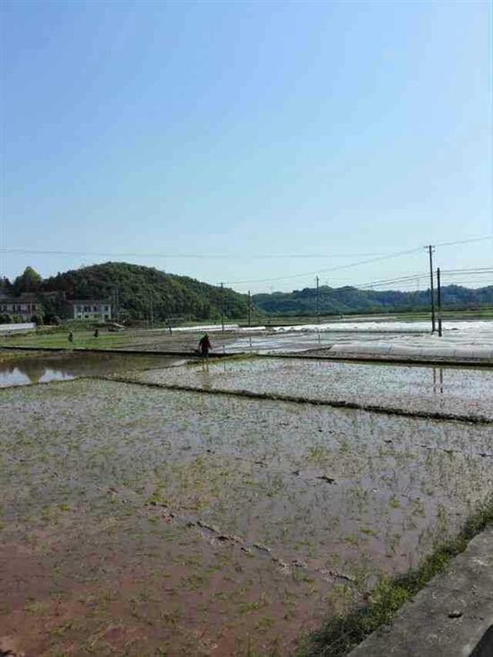 株洲县全面完成春播工作