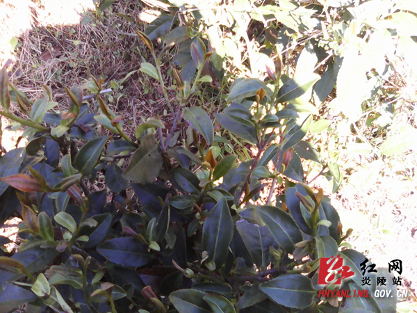 四月中旬突降霜 大院茶农很＂受伤＂