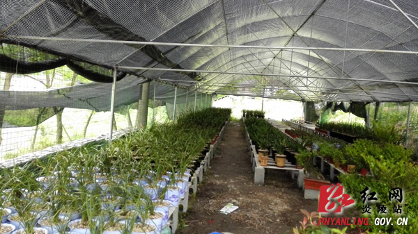 炎陵县首个兰花科技园即将开园迎客