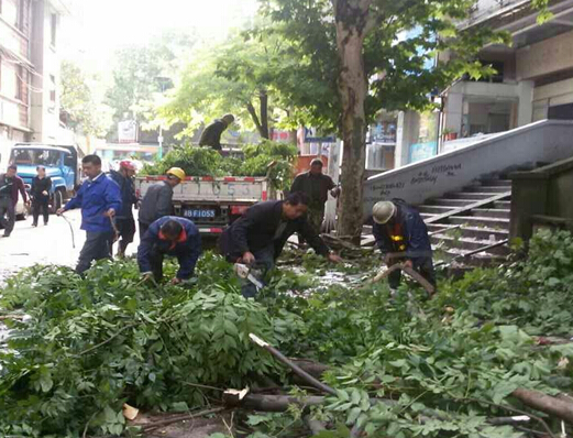 狂风暴雨来袭 绿化全力抢险