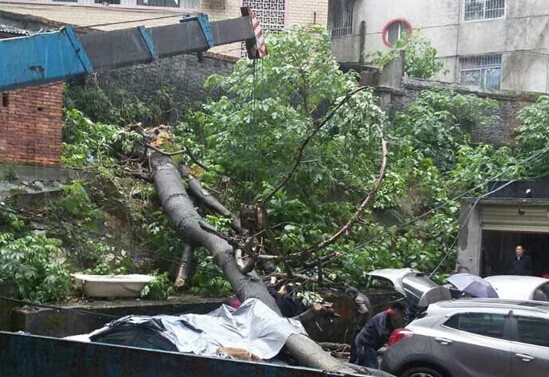 狂风暴雨来袭 绿化全力抢险