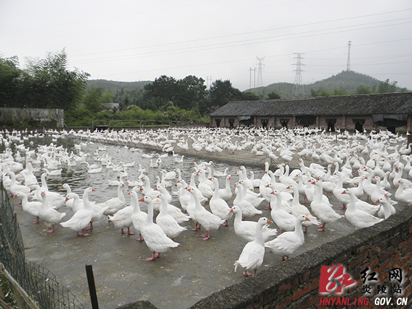 打“特色牌”走“生态路”--炎陵县实施特色农业开发战役纪实