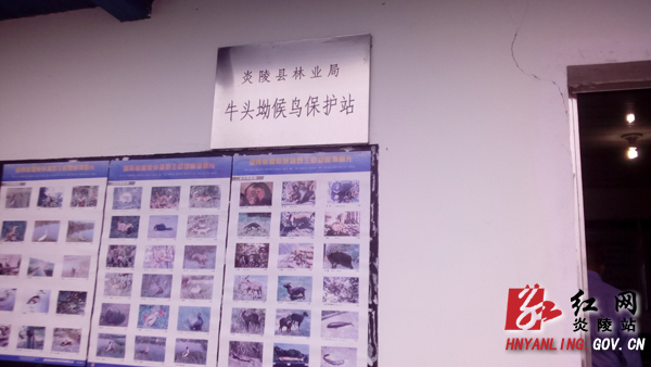 ＂千年鸟道＂护航记