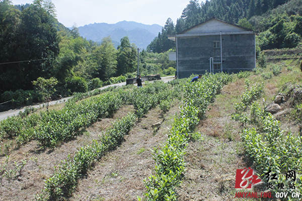 炎陵特色水果、茶叶产业＂量效齐升＂