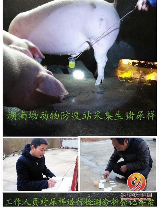 宁家坪镇多举措确保春节期间肉品质量安全