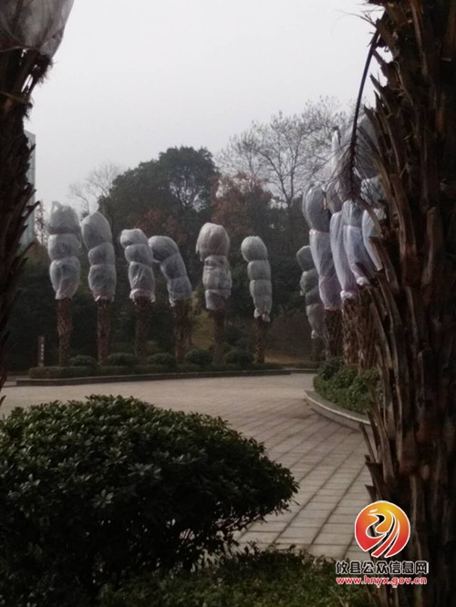 攸县市政园林管理处：树木“穿衣”，御寒越冬