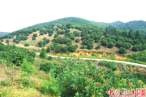 茶陵“高山杨梅”获“绿色食品”名片