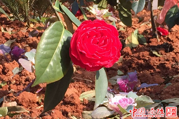 万余株茶花新春竞相绽放