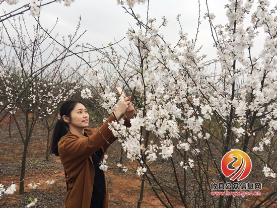 看樱花不必去远方，攸县就有好地方