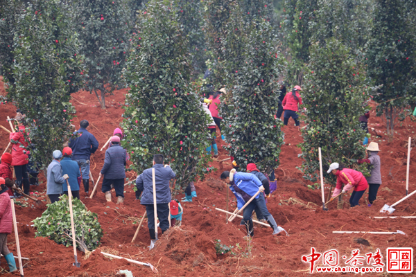 茶陵开展全民义务植树活动 建设“宜居、秀美”茶陵