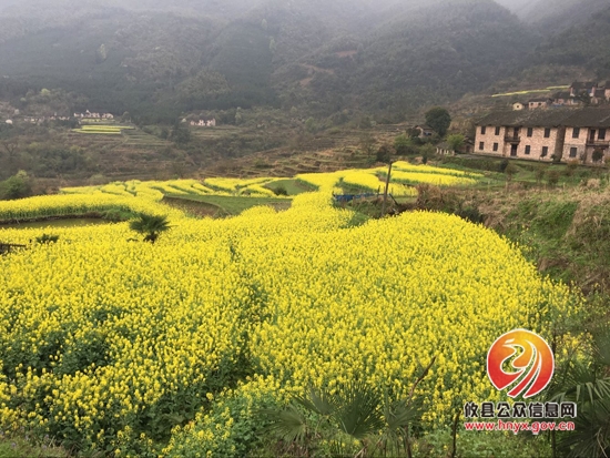 攸县柏市第二届油菜花节盛大开幕