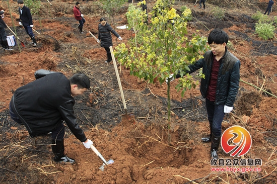 县民政局积极参加全县义务植树活动
