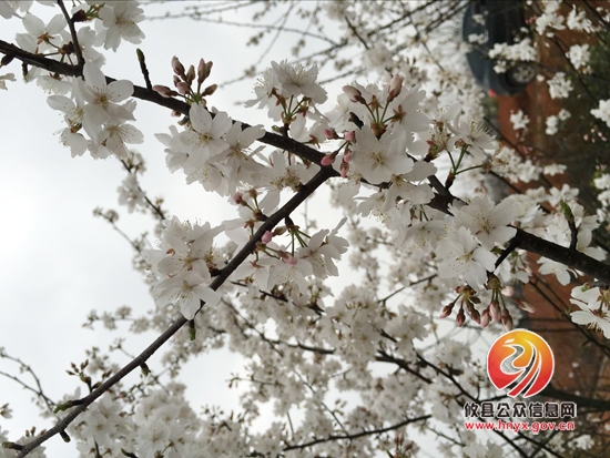 看樱花不必去远方，攸县就有好地方