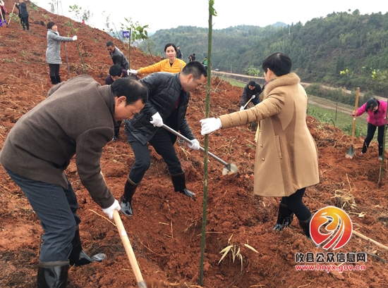 县卫计局组织开展义务植树活动
