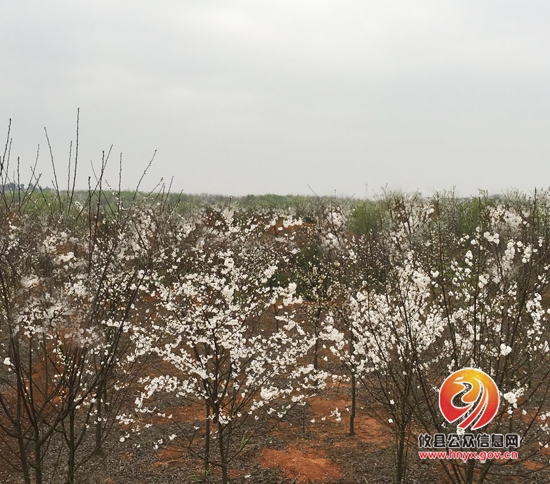 看樱花不必去远方，攸县就有好地方