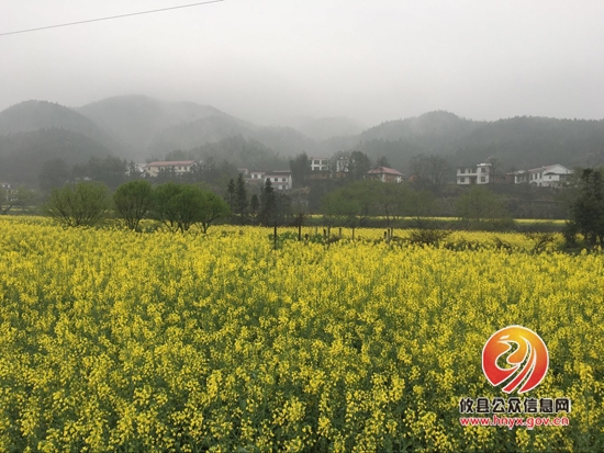 攸县柏市第二届油菜花节盛大开幕